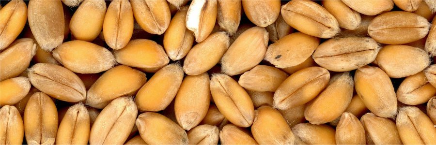 Weizenk&ouml;rner / grains of wheat