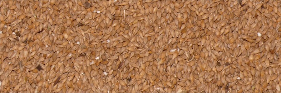 Braugerste mit Buchweizenk&ouml;rnern